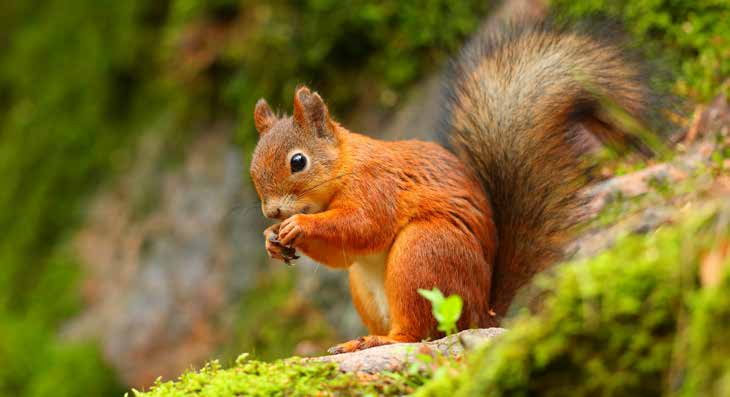 Rotes Eichhörnchen sitzt auf moosbedecktem Baumstamm und hält eine Nuss in den Pfoten